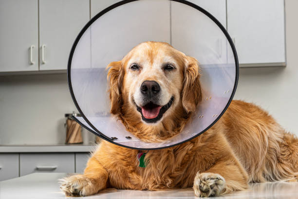 golden retriever wearing “cone of shame” e-collar in vet’s office - coleira protetora imagens e fotografias de stock