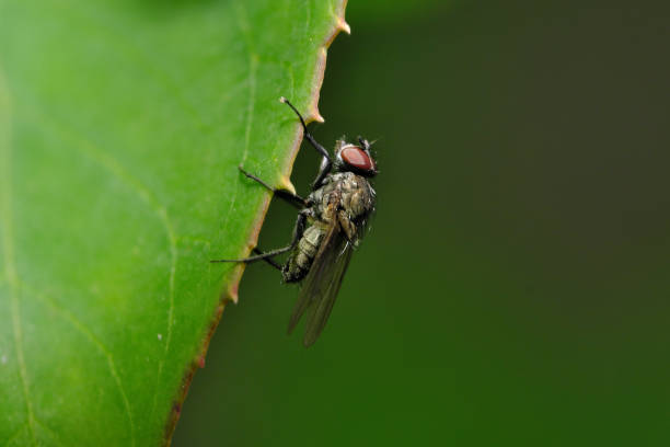 close-up photo of a fly on a blurred background stock photo