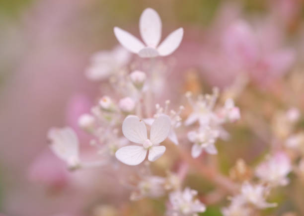 photo close-up of a hydrangea flower on a pink blurred background stock photo