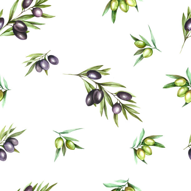 ilustrações, clipart, desenhos animados e ícones de teste padrão sem emenda com as azeitonas pretas e verdes maduras no branco. ilustração da aguarela da tração da mão. - olive green illustration and painting backgrounds watercolor painting