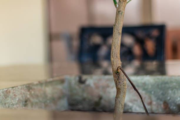 Pine tree bonsai