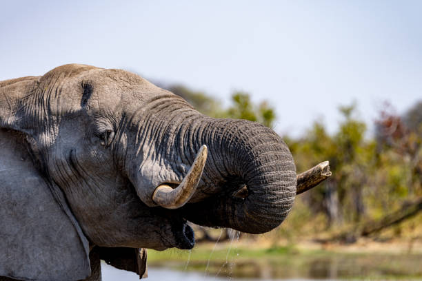 istock Elephants in moremi Game Reserve in Botswana in the okavango Delta 1169424946