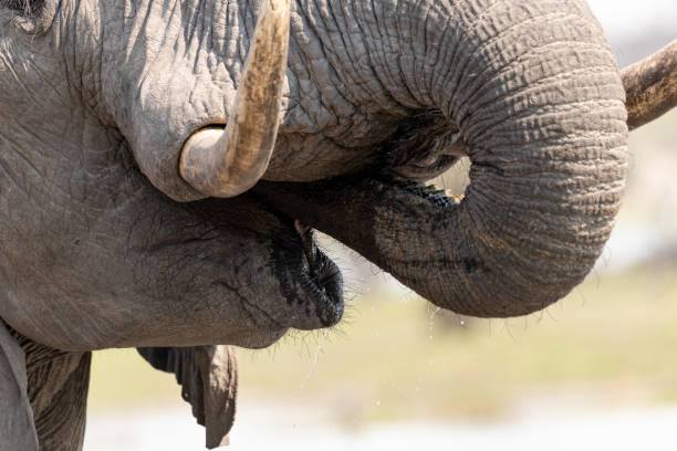 istock Elephants in moremi Game Reserve in Botswana in the okavango Delta 1169425599