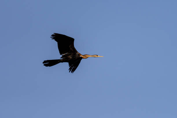 istock African Darter in the okawango delta in Botswana 1169425774