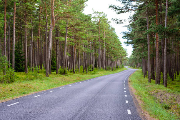 istock Asphalt road in a beautiful pine forest. 1169427402