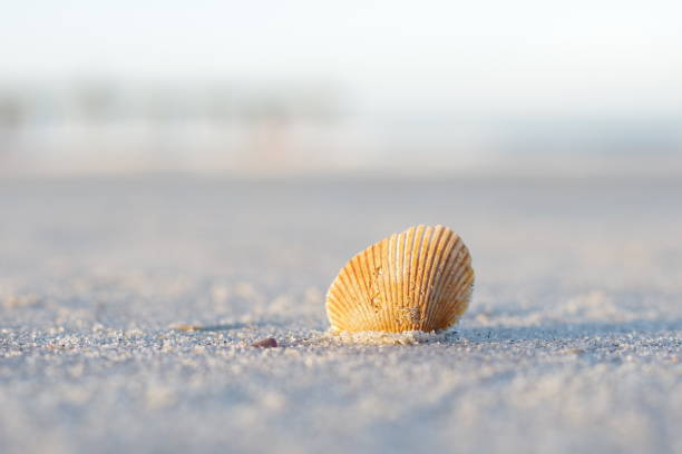 sea shell detail - southern usa sand textured photography imagens e fotografias de stock