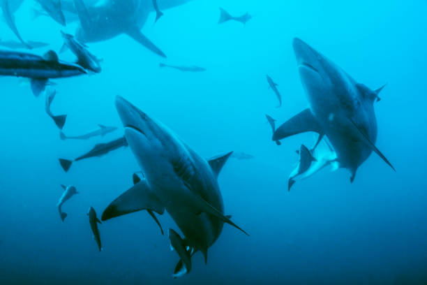 istock Twin Sharks 1169430804