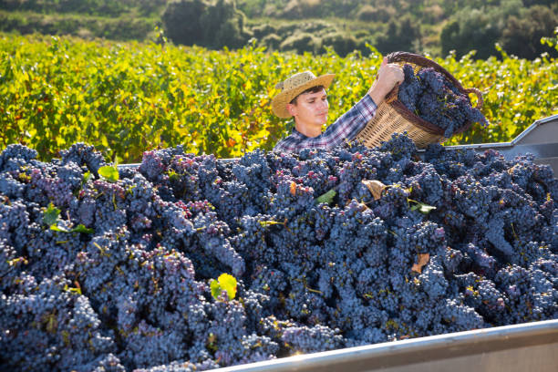 istock Man picking grapes in truck 1169431997