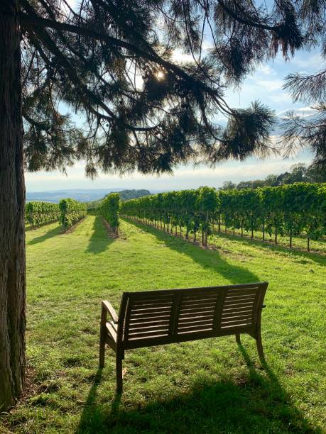 istock Wooden bench and vineyards in summer 1169432001