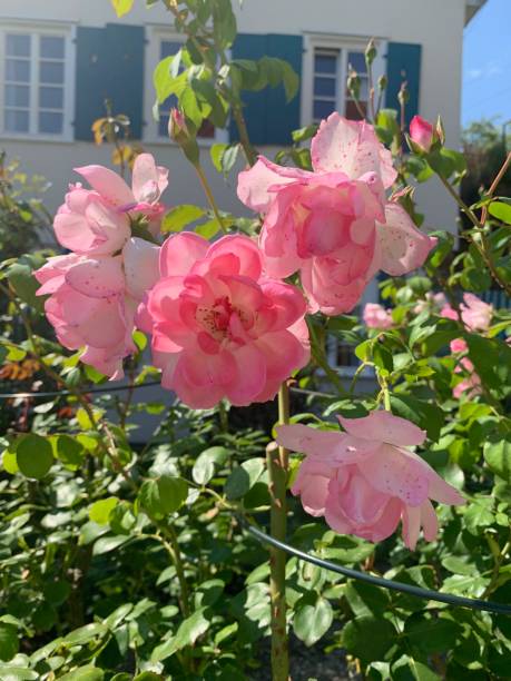 istock Rose garden close up 1169432141