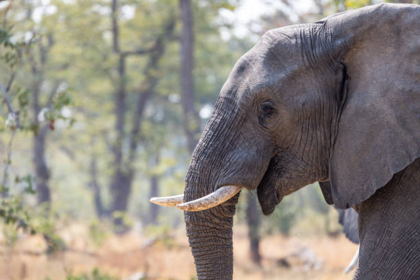 istock Elephants in moremi Game Reserve in Botswana in the okavango Delta 1169433041