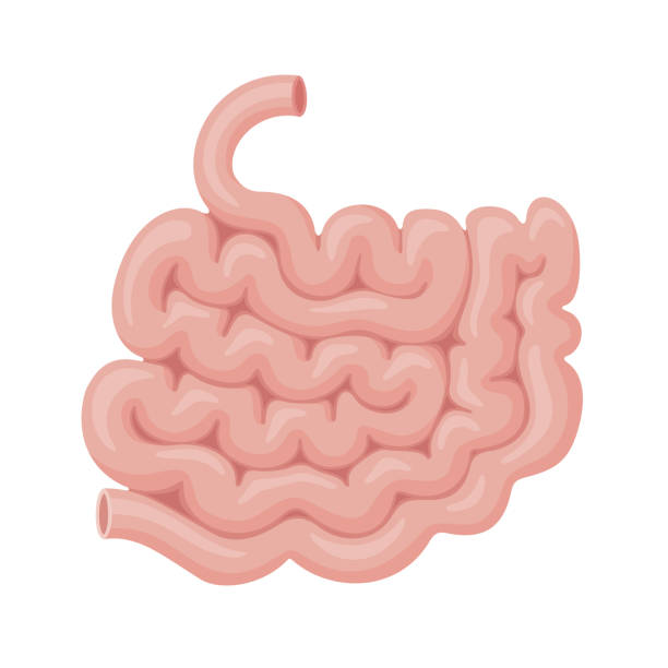 illustrazioni stock, clip art, cartoni animati e icone di tendenza di intestino tenue. organo interno umano. - sezione centrale