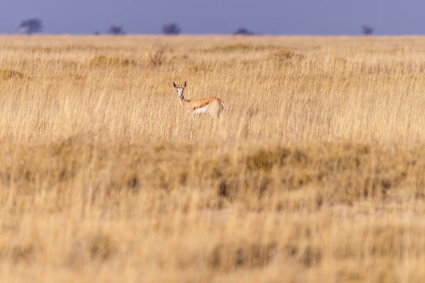 Impalas on eating between some yellow grass in Nata Birds santuary in botswana, Africa