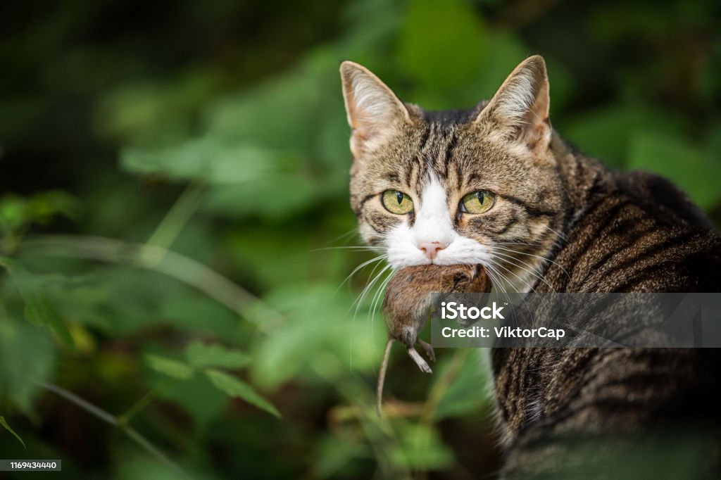 Cat hunter with a caught mouse in her mouth Domestic Cat Stock Photo