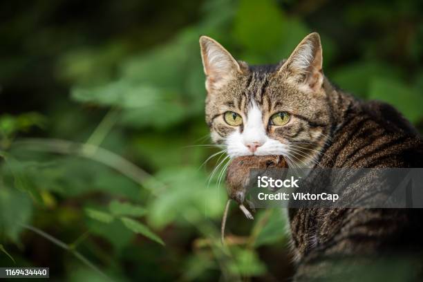 Cat Hunter With A Caught Mouse In Her Mouth Stock Photo - Download Image Now - Domestic Cat, Animals Hunting, Mouse - Animal