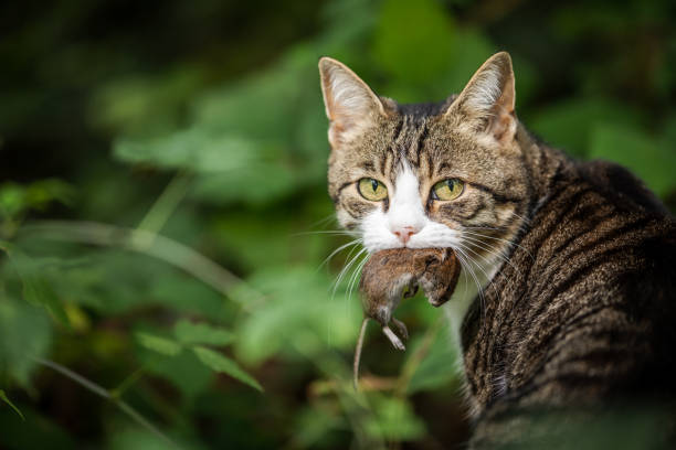 caçador do gato com um rato travado em sua boca - mouse rodent animal field mouse - fotografias e filmes do acervo