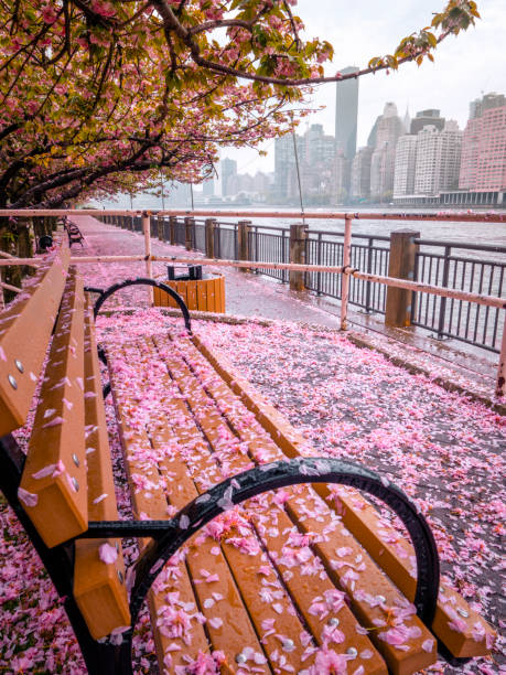 istock Cherry Trees On Roosevelt Island 1169435417