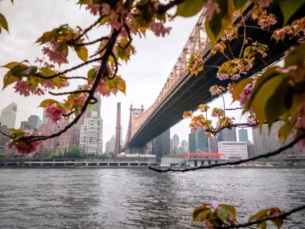 istock Queensboro Bridge And Cherry Trees 1169435429