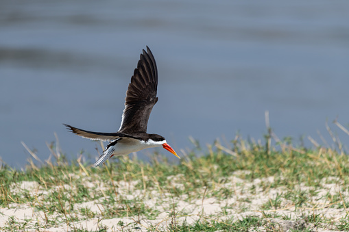 African skimmer at the chobe river in botswana, Africa