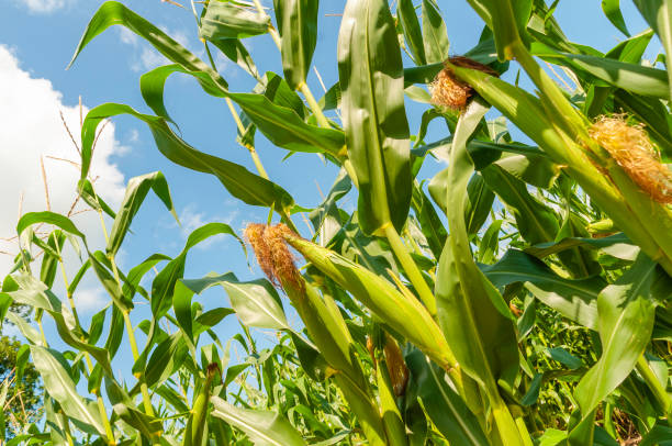 Corn in Midwest Michigan Ripe corn on a midwestern farm in Michigan during late summer. michigan farmland stock pictures, royalty-free photos & images