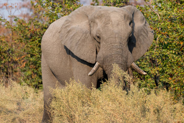 istock Elephants in moremi Game Reserve in Botswana in the okavango Delta 1169436715