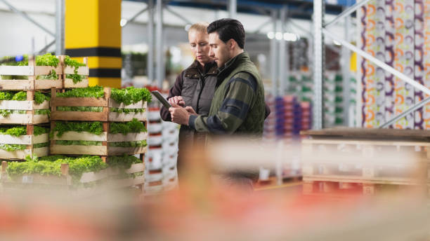 crates of lettuce, isolated - lollo bionda lettuce imagens e fotografias de stock