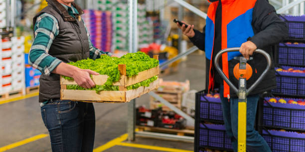 woman holding box of lettuce - lollo bionda lettuce imagens e fotografias de stock