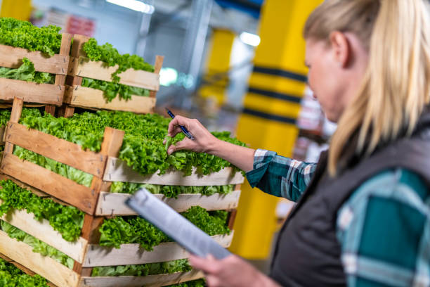 istock Crates of lettuce, isolated 1169436784