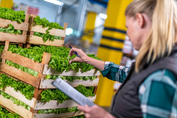 crates of lettuce, isolated - lollo bionda lettuce imagens e fotografias de stock