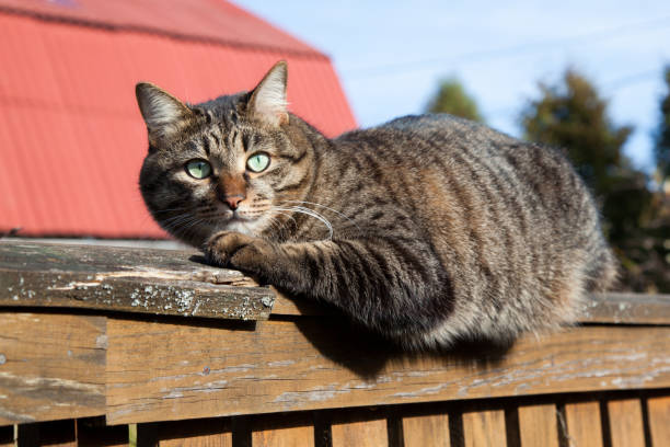 istock Close-up a cat on old fence on a sunny day 1169436971