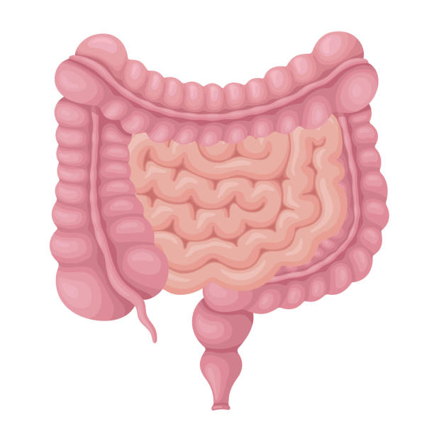 Large and Small Intestine. Human Internal Organs. Large and small intestine. Human internal organs. blood and guts stock illustrations