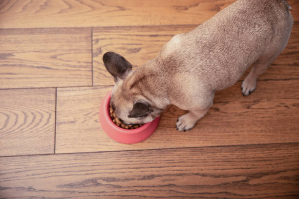 istock Proper Nutrition For Healthy Pet 1169437253