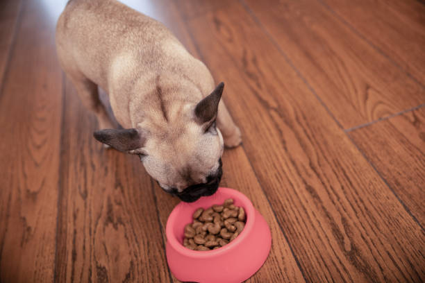 istock Proper Nutrition For Healthy Pet 1169437259
