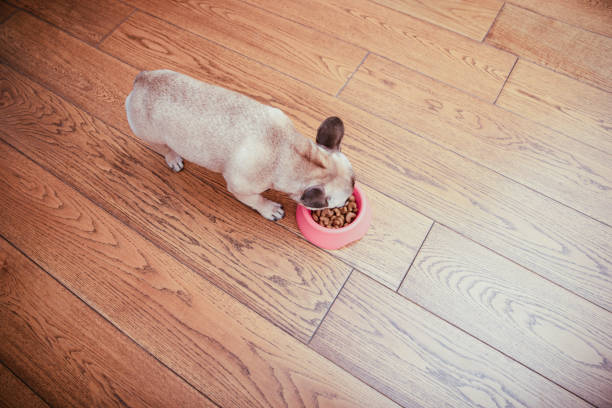 istock Proper Nutrition For Healthy Pet 1169437291