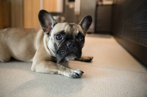 istock French Bulldog Being Her Cute Self 1169437341