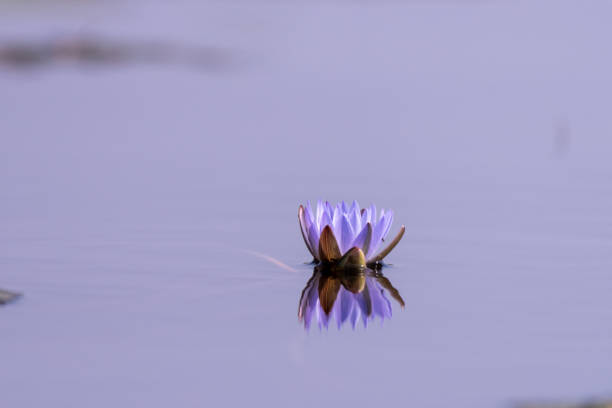 water lily in the okawango delta in africa in botswana