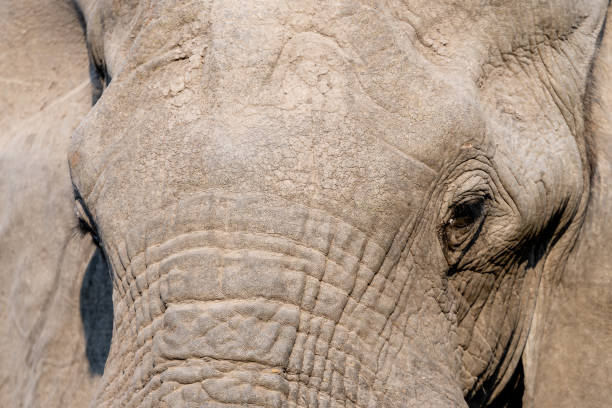 istock Elephants in moremi Game Reserve in Botswana in the okavango Delta 1169438024