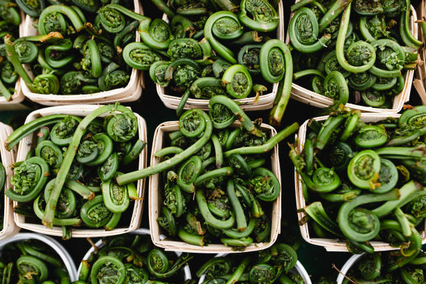 Fiddlehead food, vegetable, fiddleheads, vegetarianism fiddle head stock pictures, royalty-free photos & images