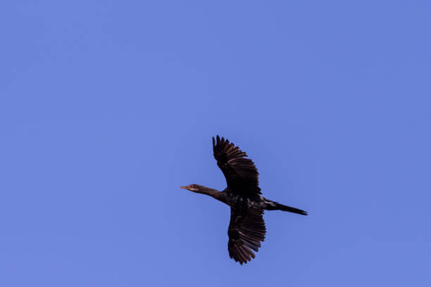 istock Cormorant in Botswana in Africa 1169438262