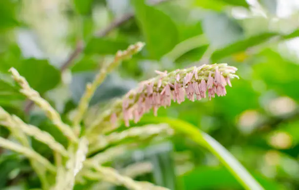 Corn plant flowering pink (male).  Close up. Selective focus.