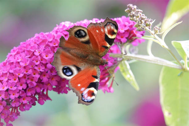 istock A peacock butterfly, closeup 1169439827