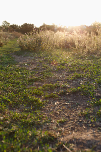 istock Footpath through the thistle bushes at sunset 1169440538