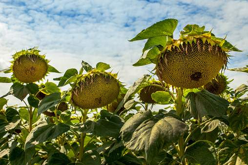 ripe sunflowers on the field, sky background