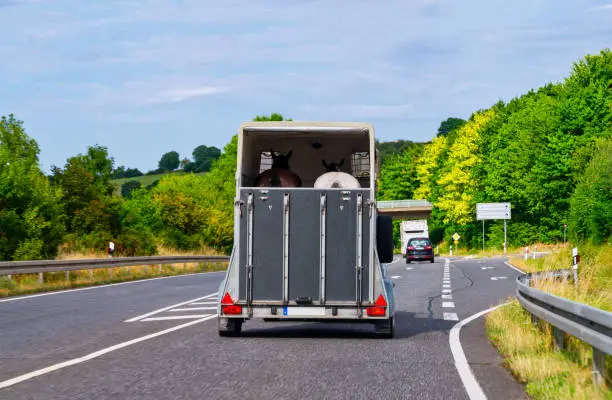 Car with horse trailer on road