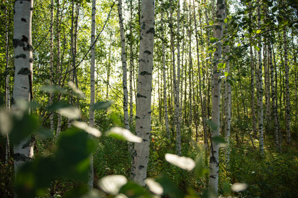 Summer in the birch forest in Finland