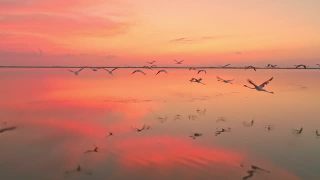 Drone slow motion shot of flock of flamingos flying above the surface of the water at dusk.