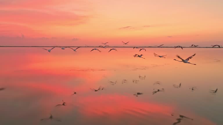 Drone slow motion shot of flock of flamingos flying above the surface of the water at dusk.