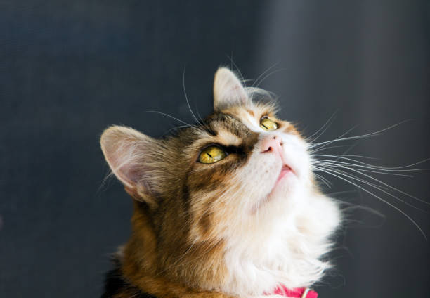 istock Cute long fur calico cat's head profile, looking up. 1169447684