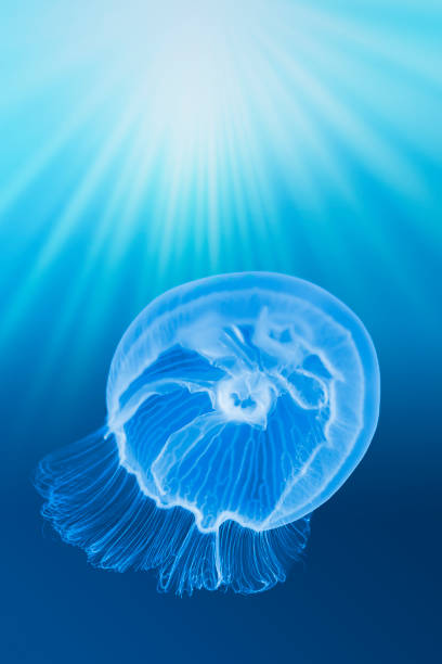 istock Jellyfish swimming in the deep blue ocean 1169448713