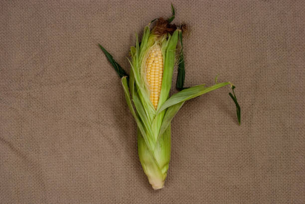 istock Yellow sweet raw corn with opened green leaves on a package on a textile background close-up. 1169449949
